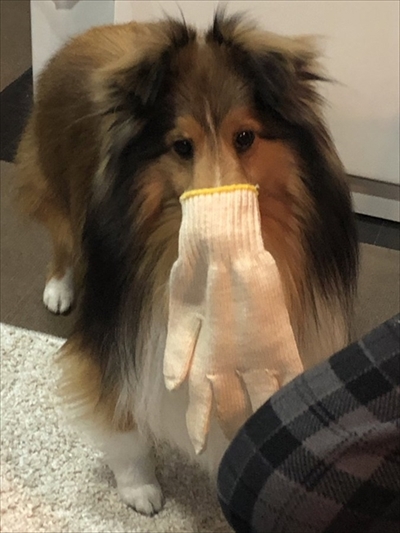 風になびくイケメンワンちゃん