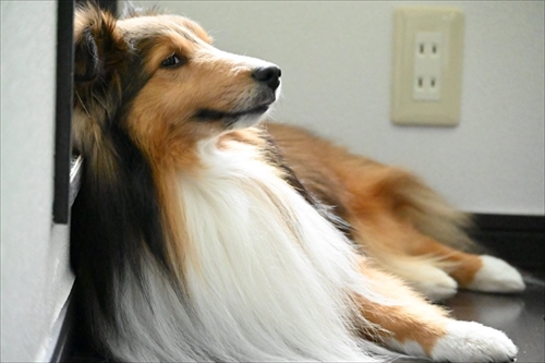 風になびくイケメンワンちゃん