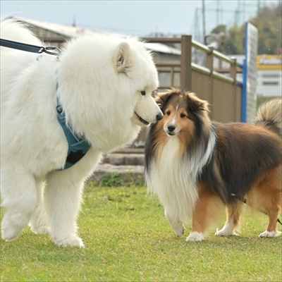 風になびくイケメンワンちゃん