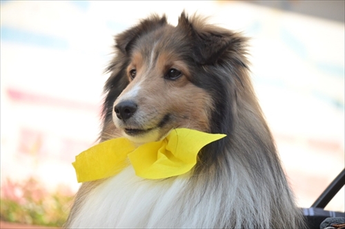 風になびくイケメンワンちゃん