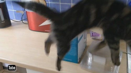 「Ready Toast Pops Cat Off Counter || ViralHog」