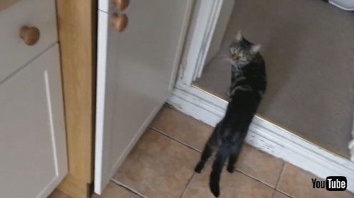 「Ready Toast Pops Cat Off Counter || ViralHog」