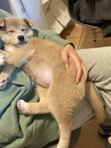 抱っこされて寝るかわいいあさぎちゃん