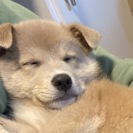 抱っこされて寝るかわいいあさぎちゃん