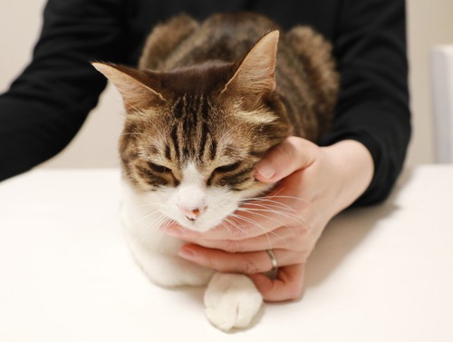 「床暖房に気づく猫。」