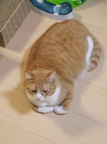 「床暖房に気づく猫。」