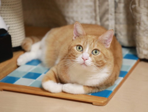 「床暖房に気づく猫。」