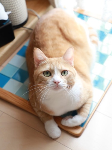 「ひんやりプレートの片付け時。」