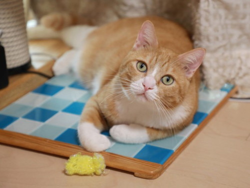 「ひんやりプレートの片付け時。」