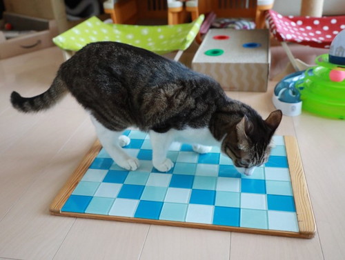 「ひんやりプレートの片付け時。」