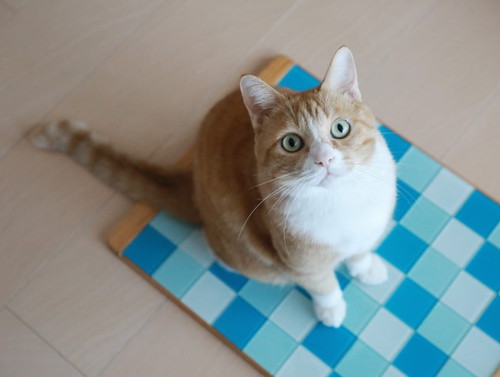 「ひんやりプレートの片付け時。」