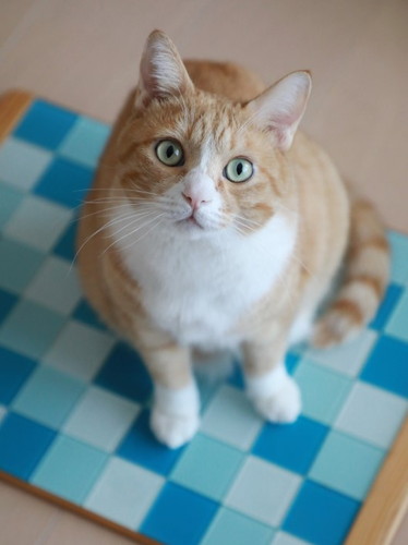 「ひんやりプレートの片付け時。」