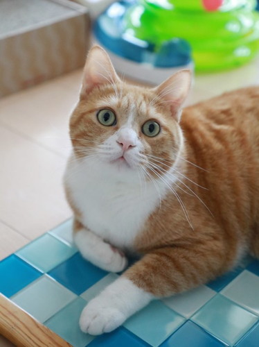 「ひんやりプレートの片付け時。」