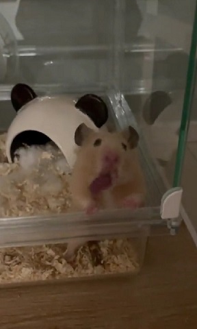 ハムスター