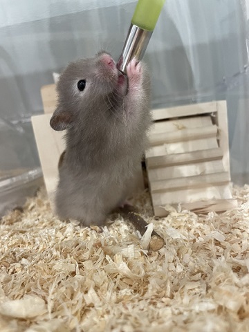 ハムスター