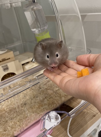 ハムスター