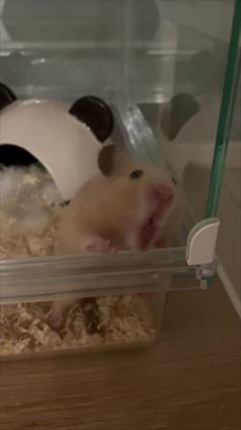 ハムスター