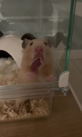 ハムスター