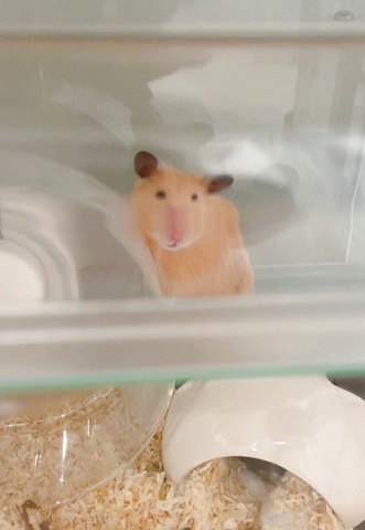 ハムスター
