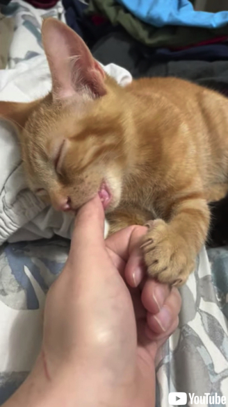 親指のおしゃぶりが止まらない子猫