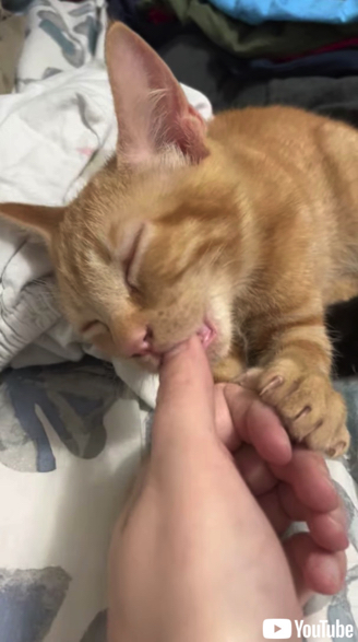 親指のおしゃぶりが止まらない子猫