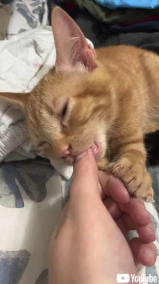 親指のおしゃぶりが止まらない子猫