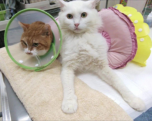 マイケルくんとブランくん