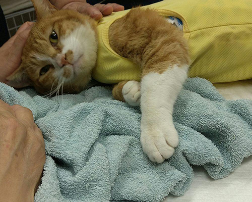 黄色い服を着て寝ているマイケルくん