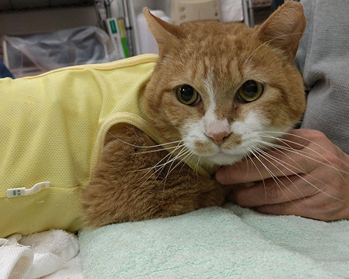 黄色い服を着て起きているマイケルくん