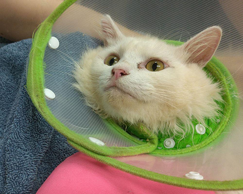 見上げるブランくん