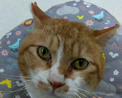 マイケルくん顔アップ