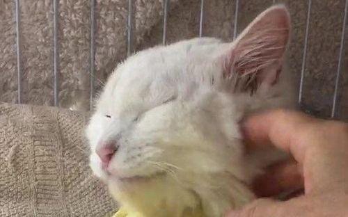 目を閉じているブランくん