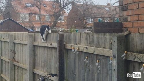 「Cat Awkwardly Shuffles Along Fence || ViralHog」
