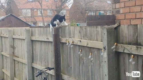 「Cat Awkwardly Shuffles Along Fence || ViralHog」