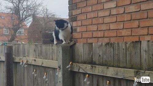 「Cat Awkwardly Shuffles Along Fence || ViralHog」