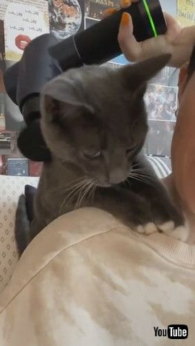 「Kitty Steals Personal Massage || ViralHog」