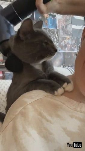 「Kitty Steals Personal Massage || ViralHog」