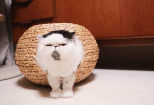 猫 病院待合室　エキゾチックショート