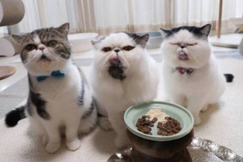 猫 病院待合室　エキゾチックショート