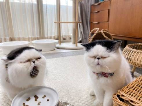 猫 病院待合室　エキゾチックショート