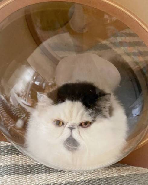 猫 病院待合室　エキゾチックショート