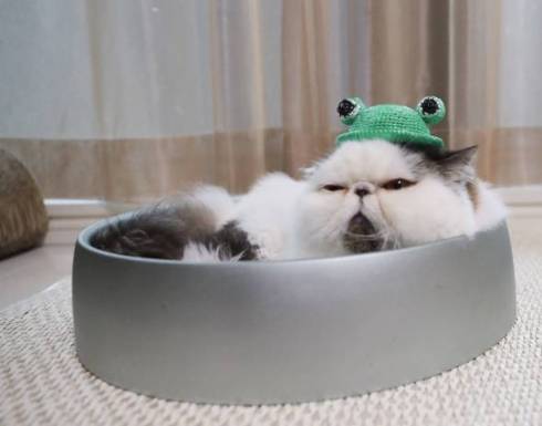 猫 病院待合室　エキゾチックショート