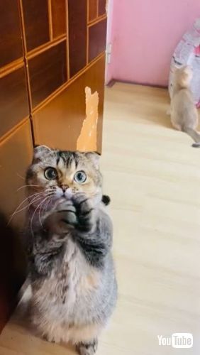 babythree　泣いてる目涙目うるうる目　洋服を着てる子猫 babythree 泣いてる目涙目うるうる目 洋服を着てる子猫