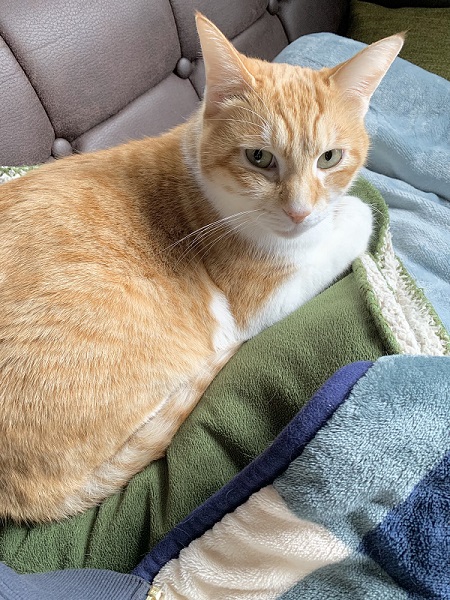 ロボット掃除機ハプニング