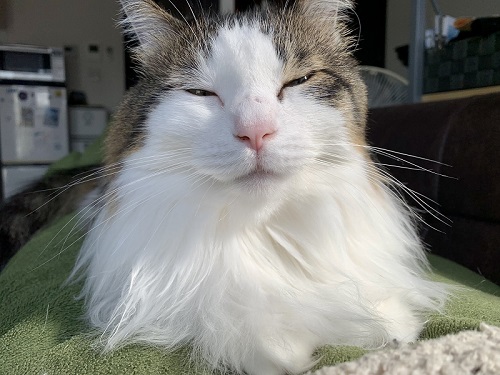 ロボット掃除機ハプニング