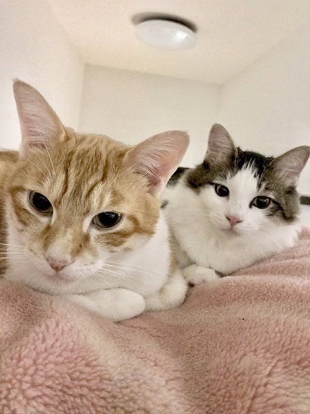 ロボット掃除機ハプニング