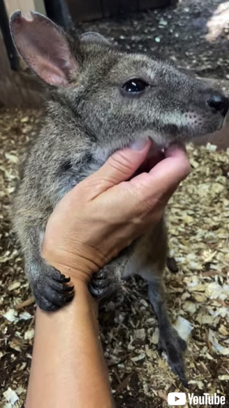 スキンシップを受けるワラビー