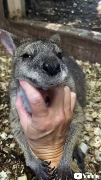 スキンシップを受けるワラビー