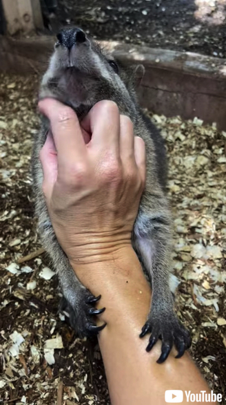 スキンシップを受けるワラビー