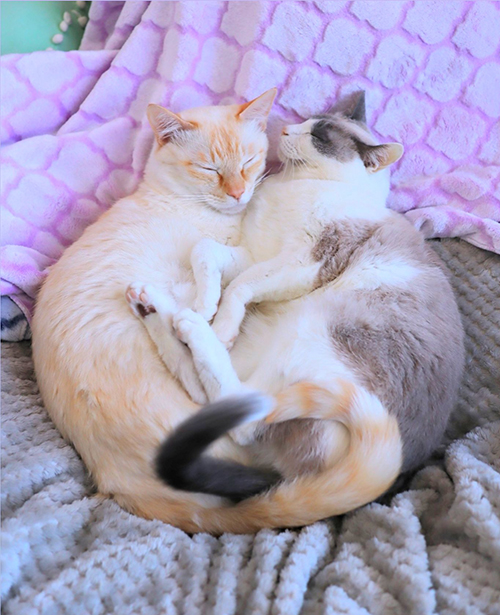 ラブラブなチャコくんとすず香ちゃん